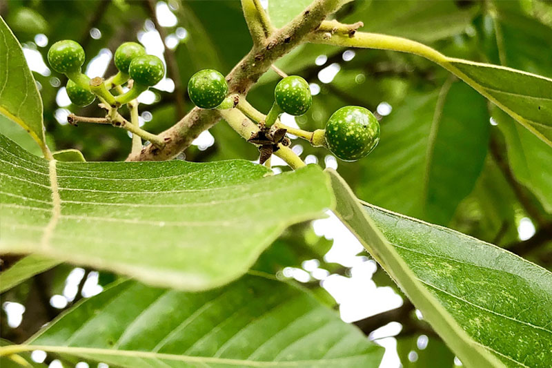 Lợi ích và hạn chế của keo bời lời