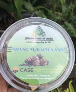 nụ bách xanh